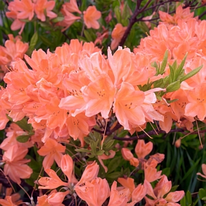 Azalea Blaauws Pink